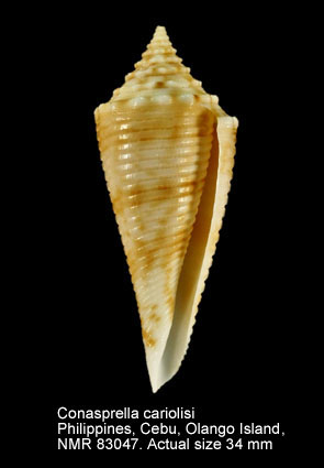 Conasprella coriolisi (2).jpg - Conasprella coriolisi (Röckel,Richard & Moolenbeek, 1995)